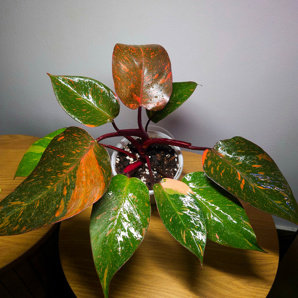 Philodendron Orange Princess – Rare Colour-Changing Aroid
