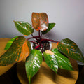 Philodendron Orange Princess – Rare Colour-Changing Aroid