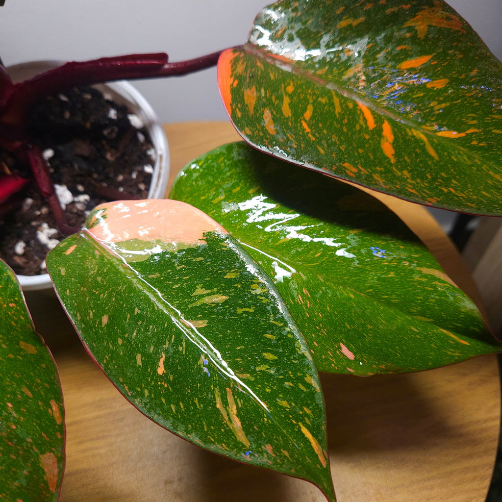 Philodendron Orange Princess – Rare Colour-Changing Aroid