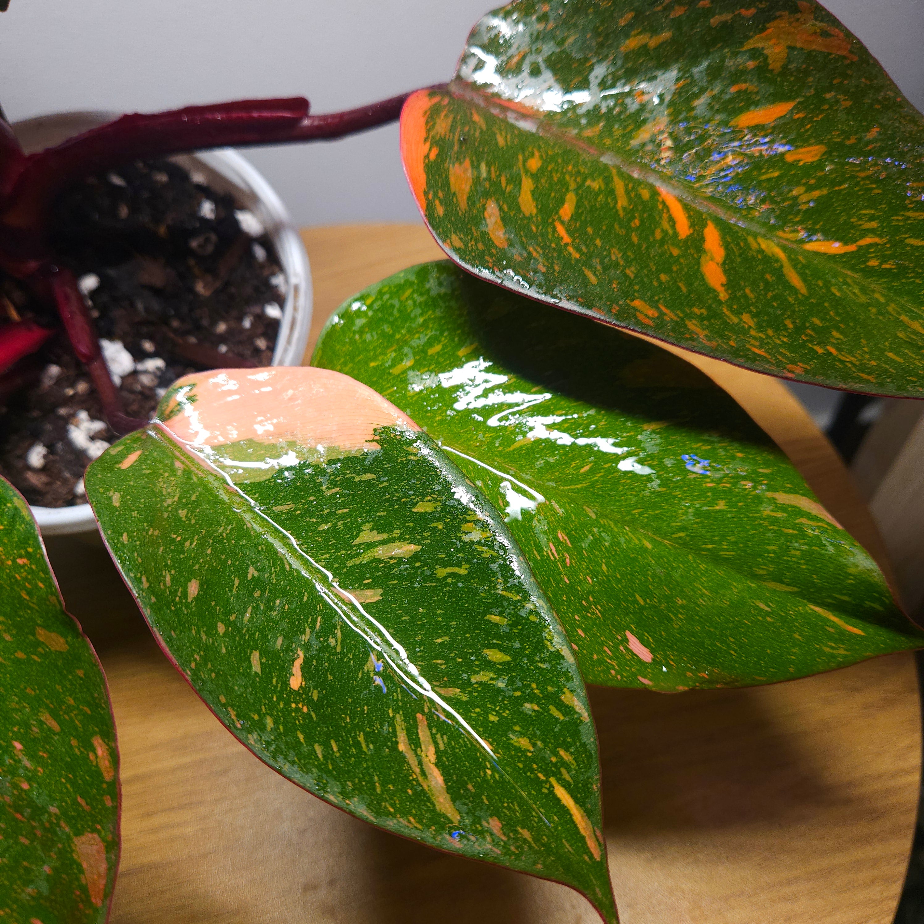 Philodendron Orange Princess – Rare Colour-Changing Aroid