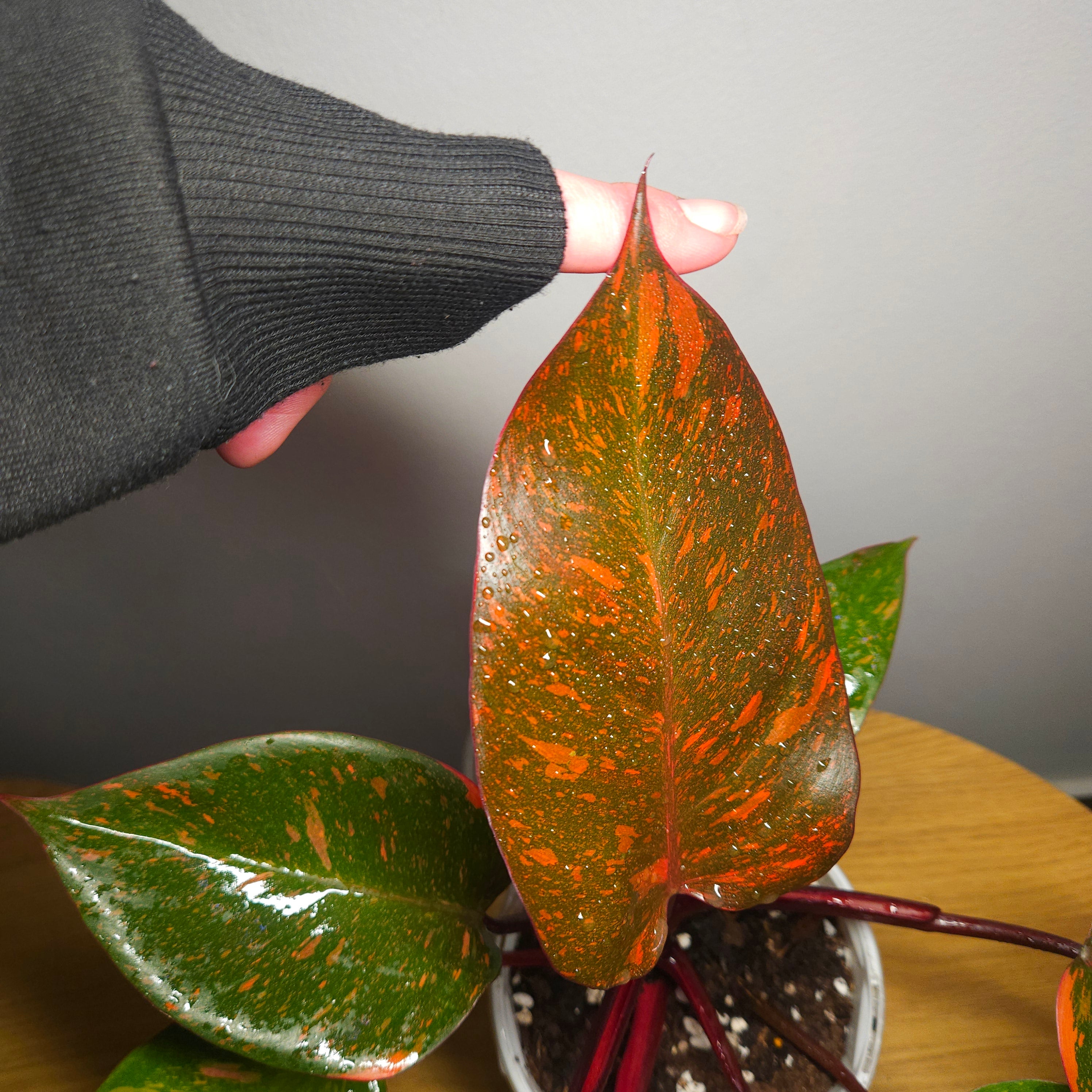 Philodendron Orange Princess – Rare Colour-Changing Aroid
