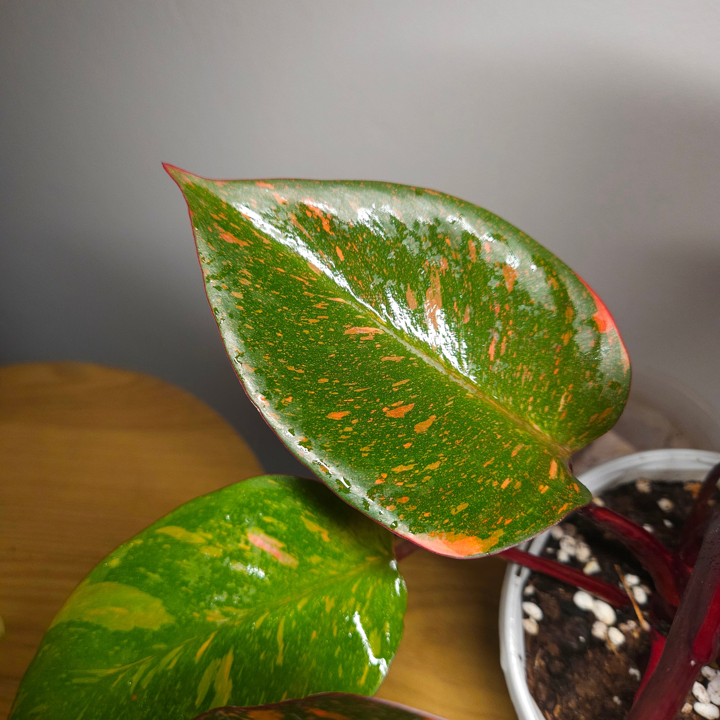 Philodendron Orange Princess – Rare Colour-Changing Aroid