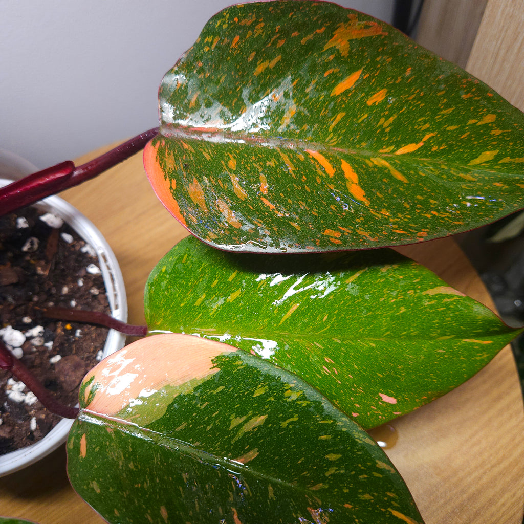 Philodendron Orange Princess – Rare Colour-Changing Aroid
