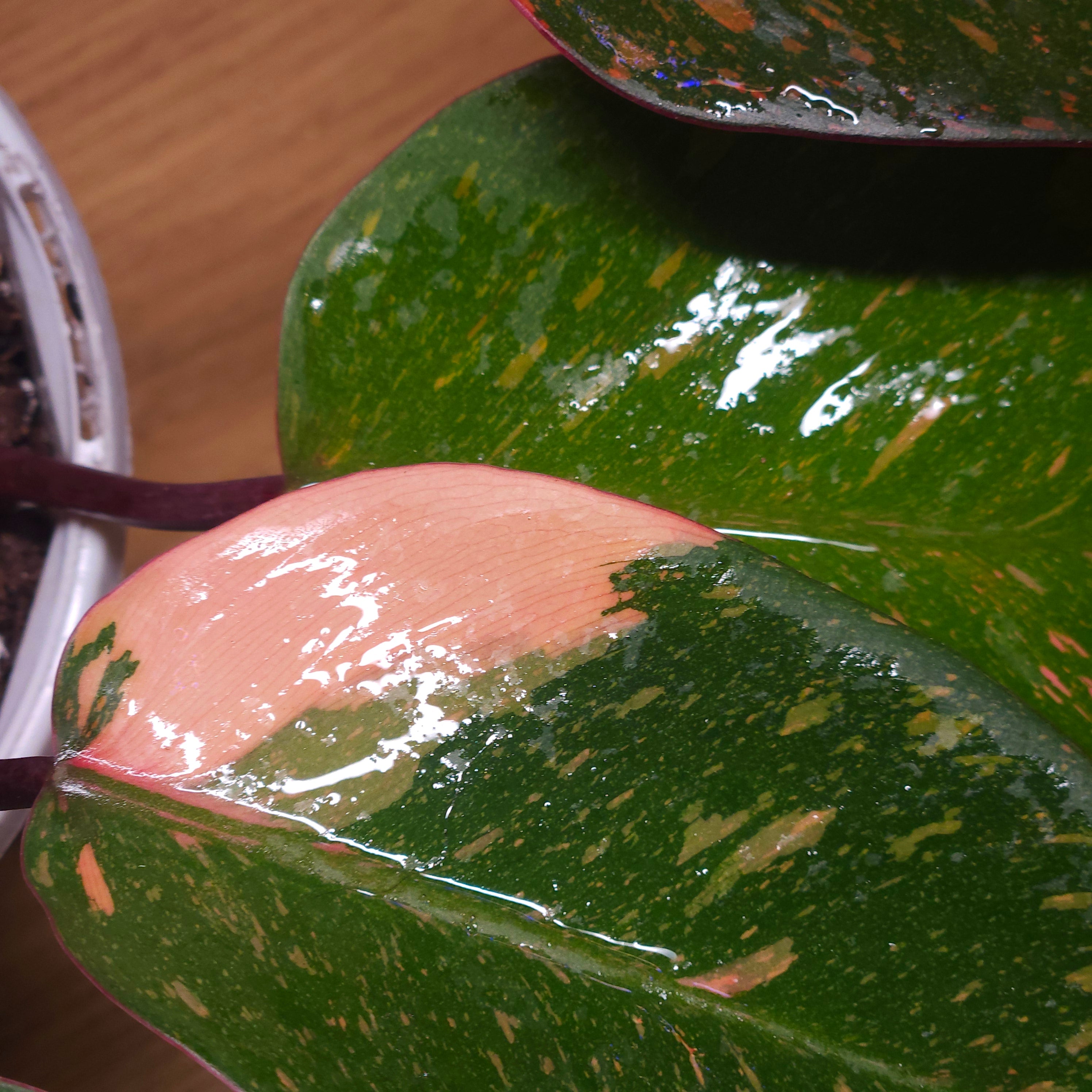 Philodendron Orange Princess – Rare Colour-Changing Aroid