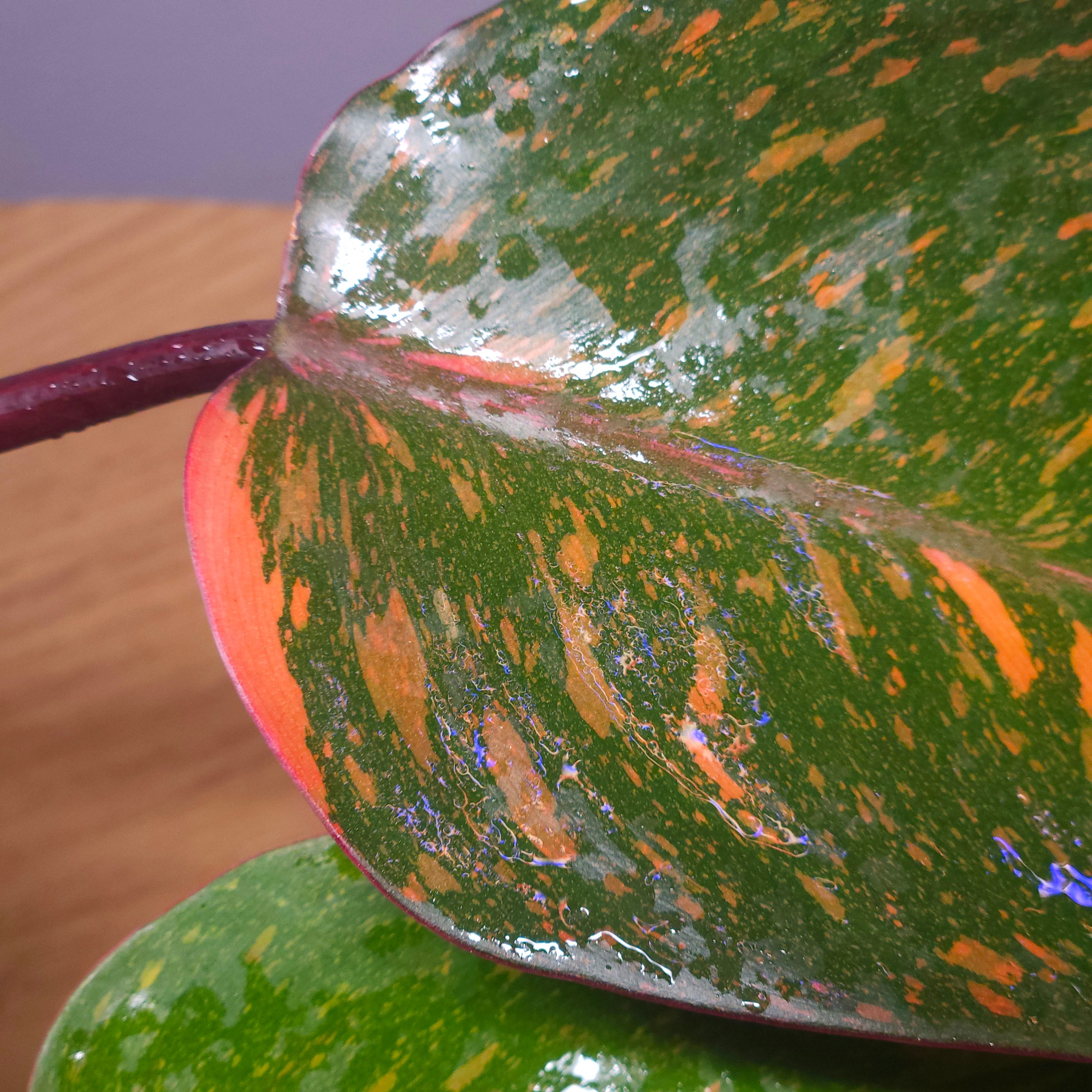 Philodendron Orange Princess – Rare Colour-Changing Aroid