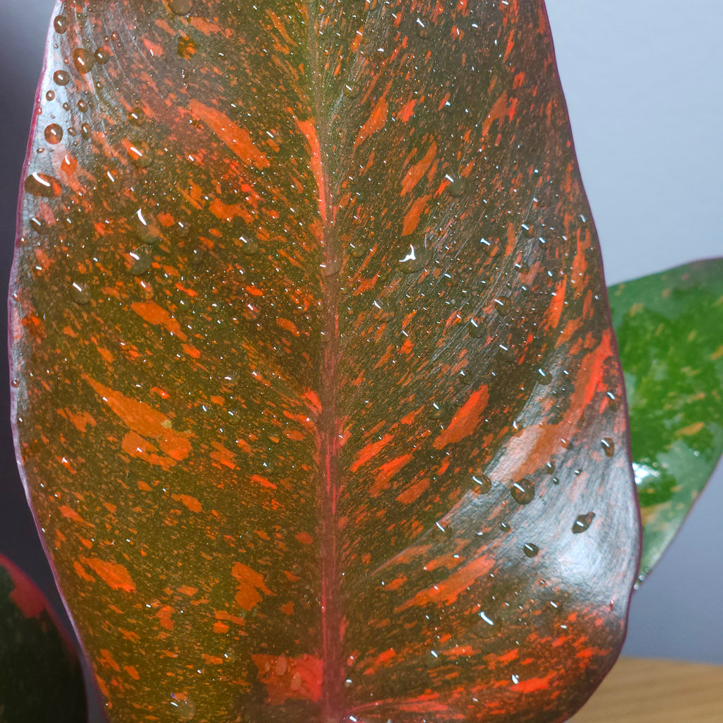 Philodendron Orange Princess – Rare Colour-Changing Aroid