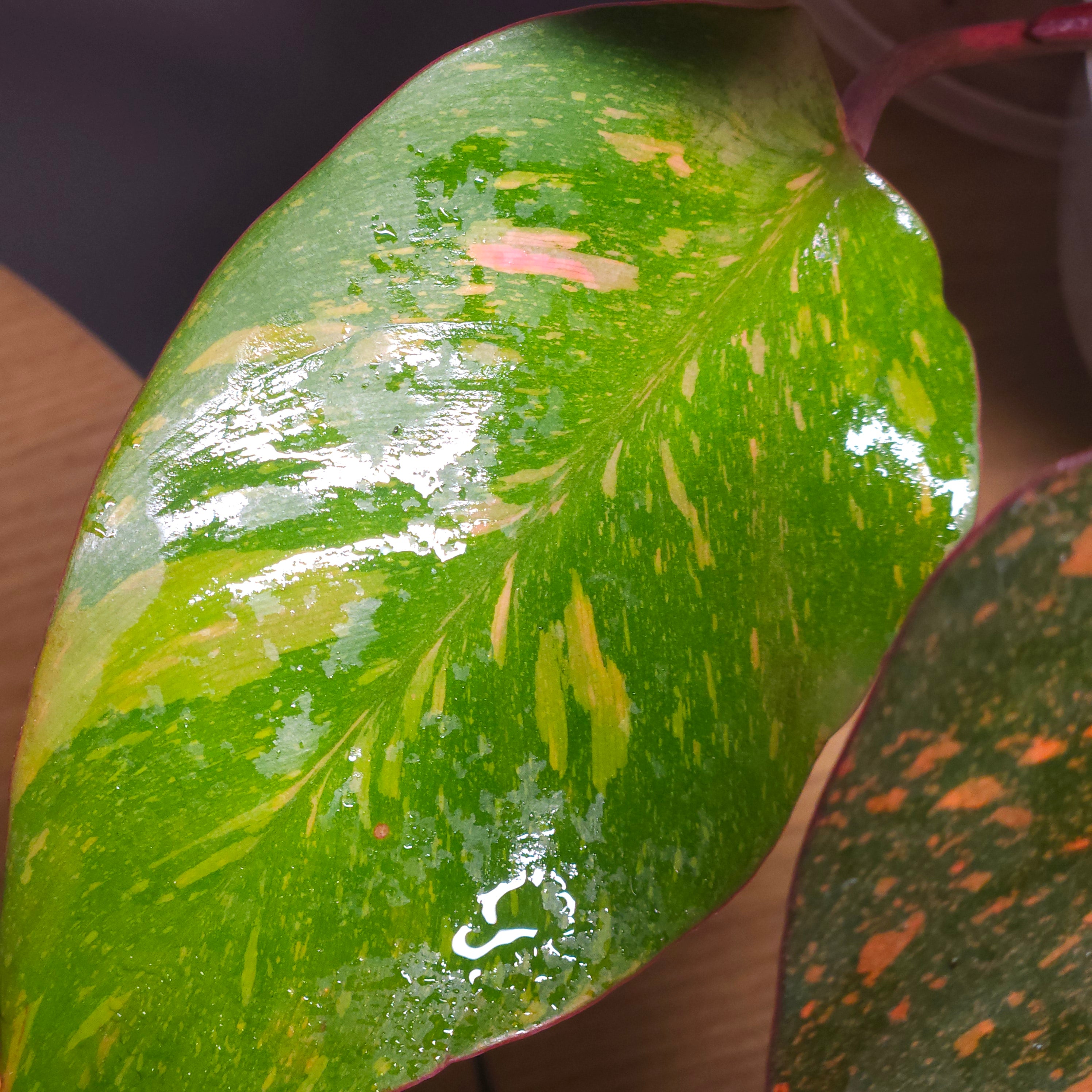 Philodendron Orange Princess – Rare Colour-Changing Aroid