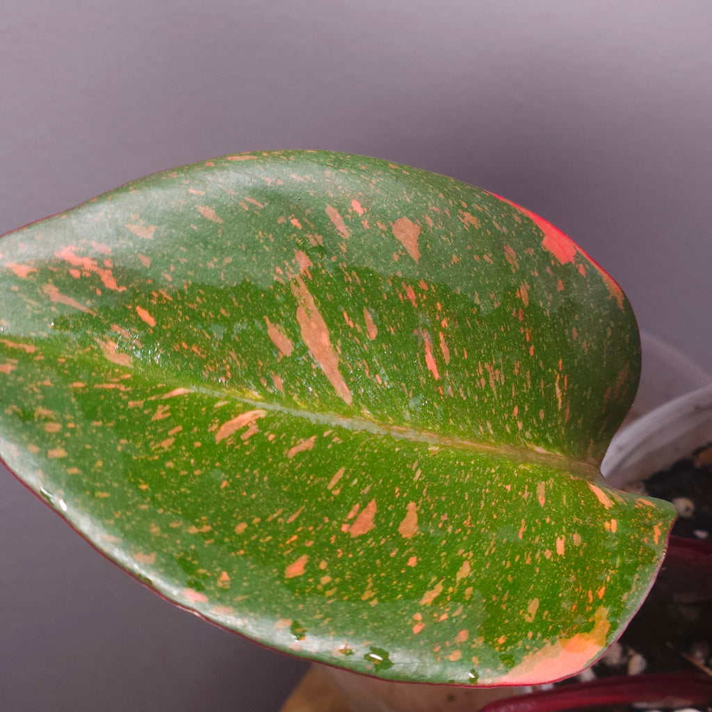 Philodendron Orange Princess – Rare Colour-Changing Aroid