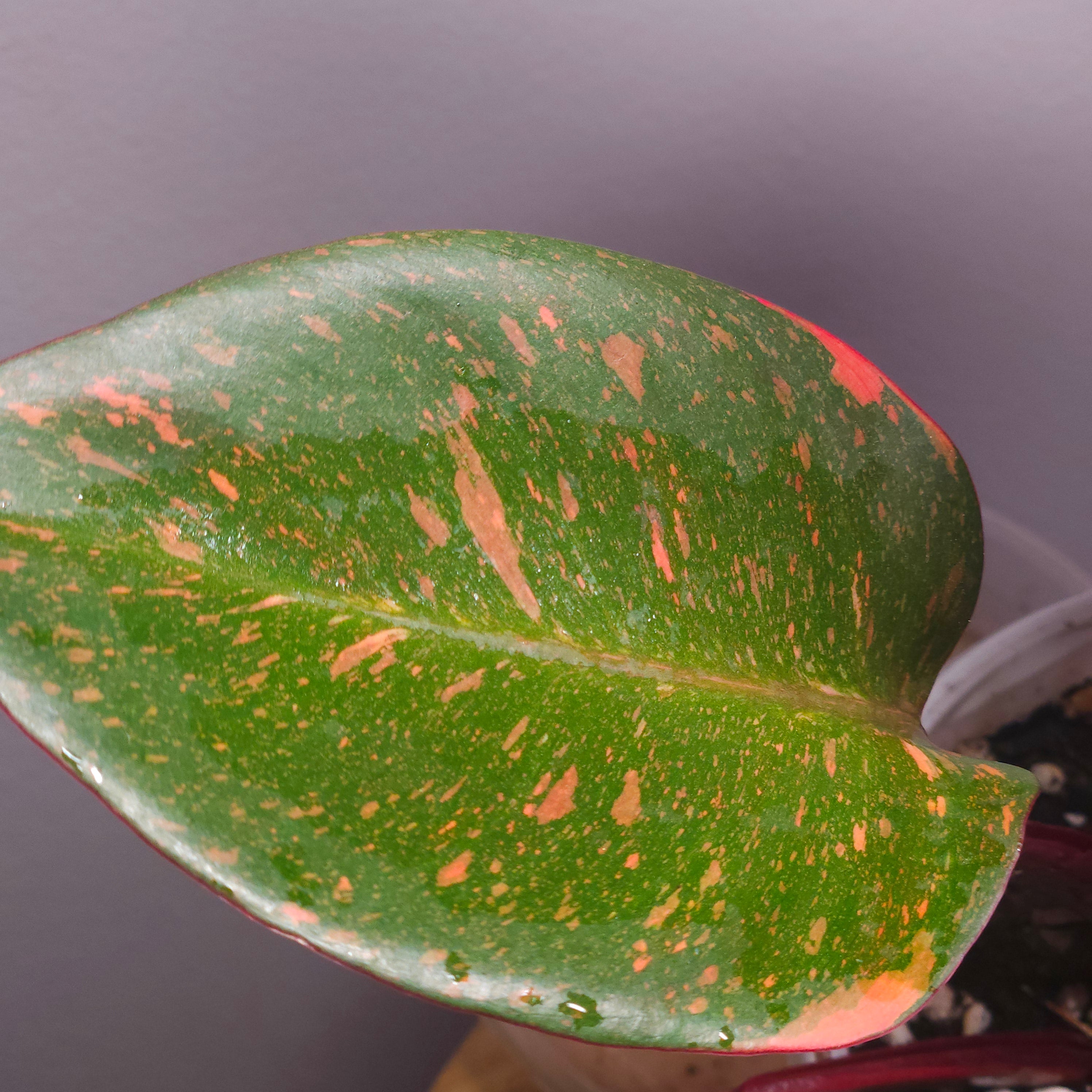 Philodendron Orange Princess – Rare Colour-Changing Aroid
