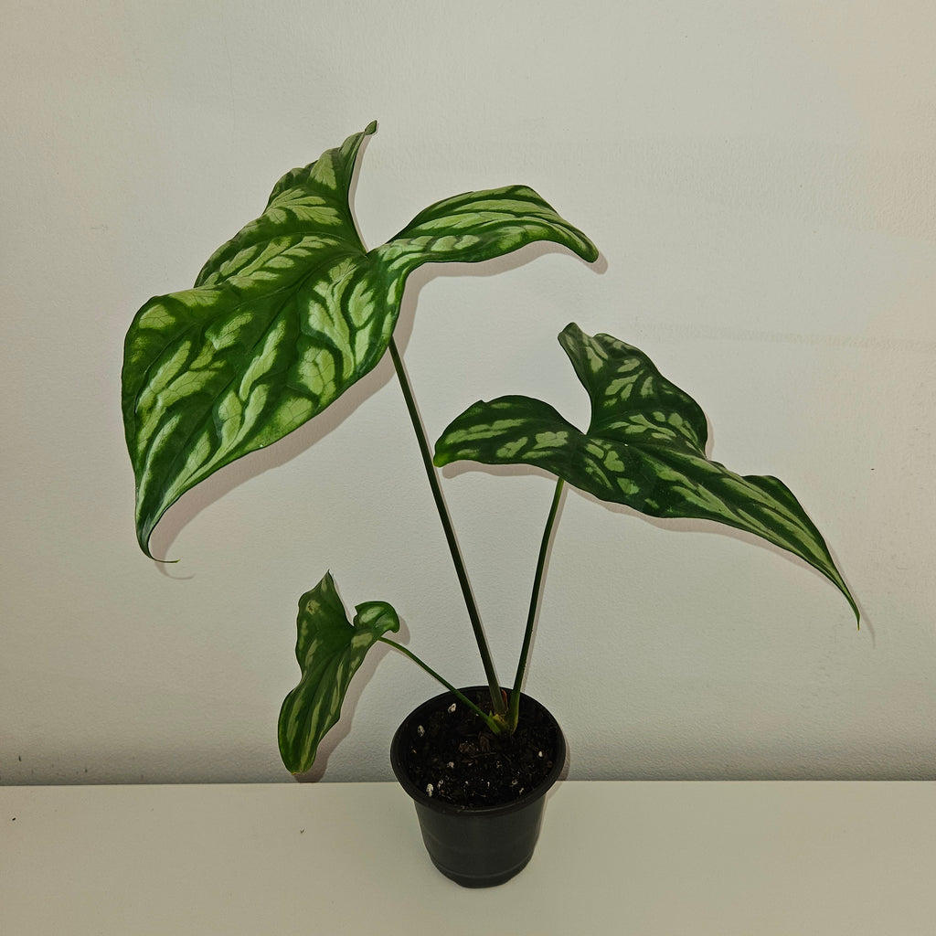 Cercestis mirabilis Collector Plant
