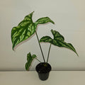 Cercestis mirabilis Collector Plant