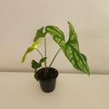Cercestis mirabilis | Collector Plant