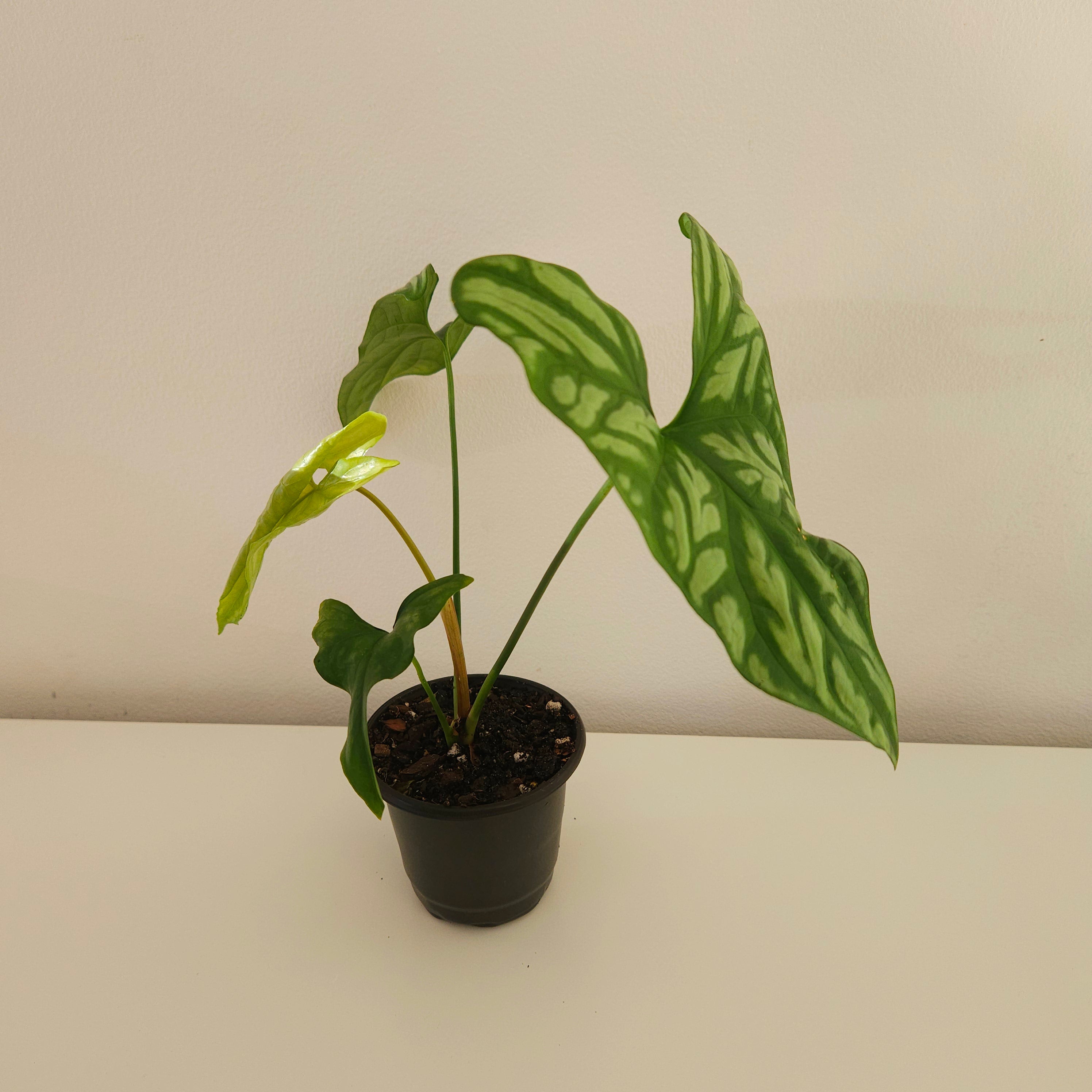 Cercestis mirabilis Collector Plant