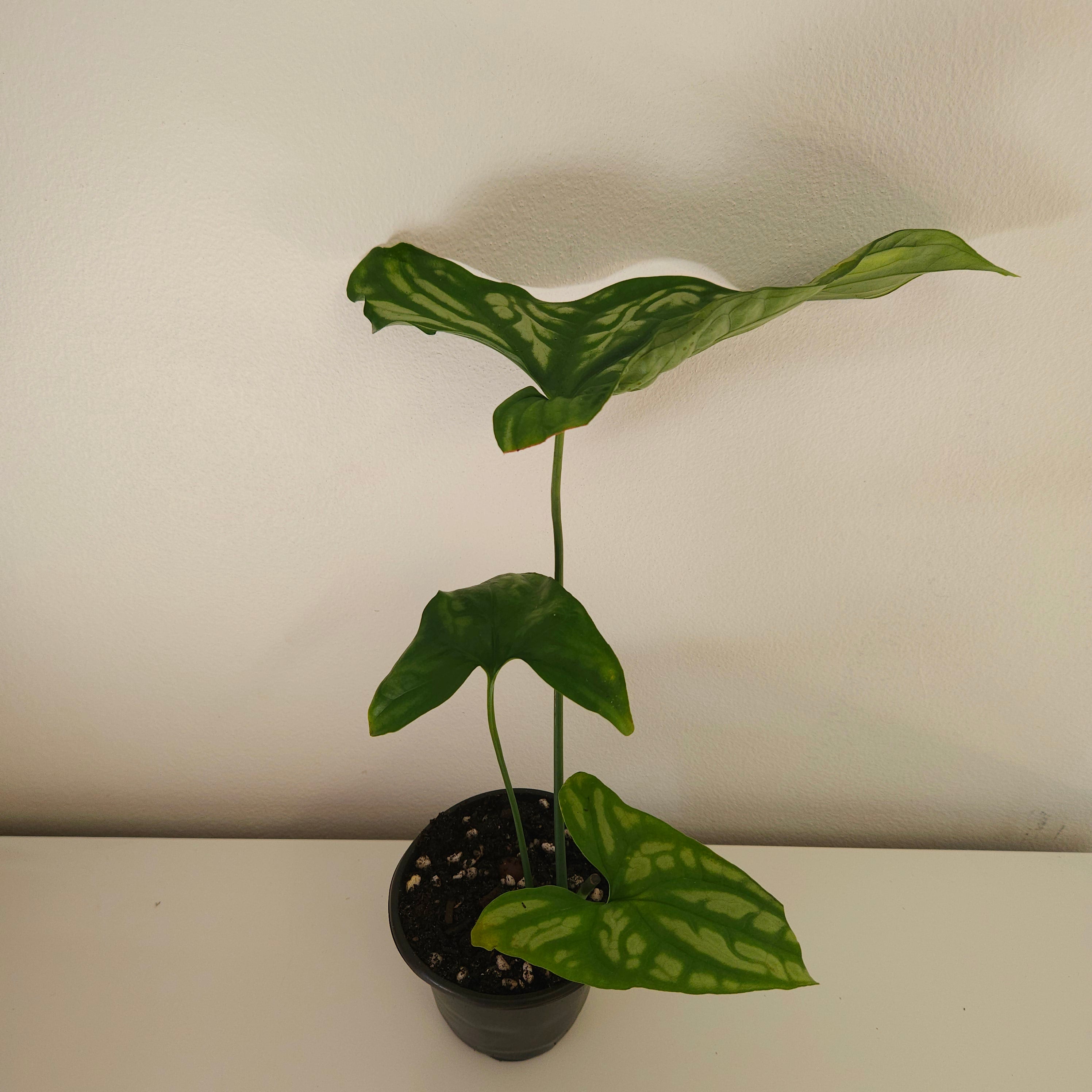 Cercestis mirabilis Collector Plant