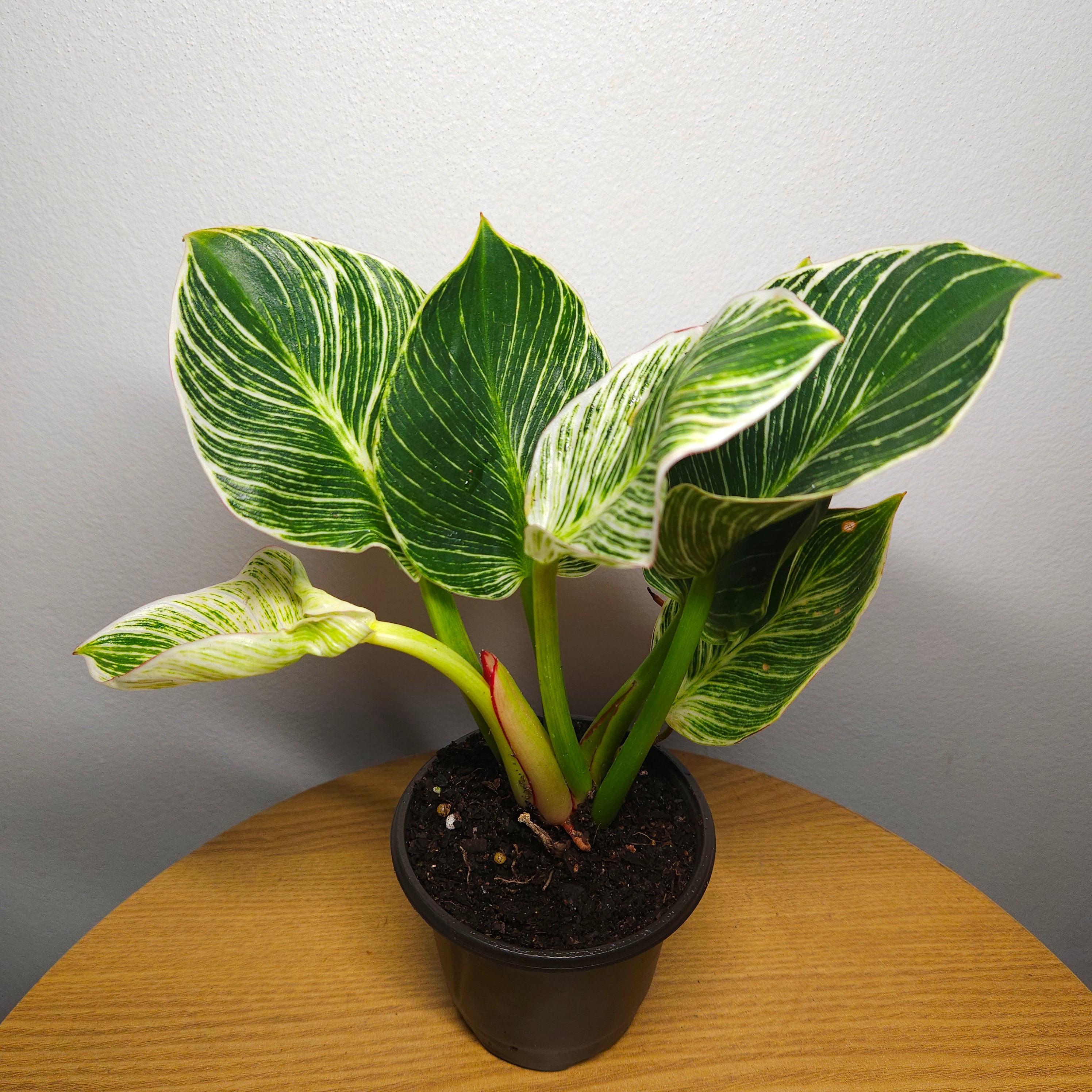 Philodendron Birkin