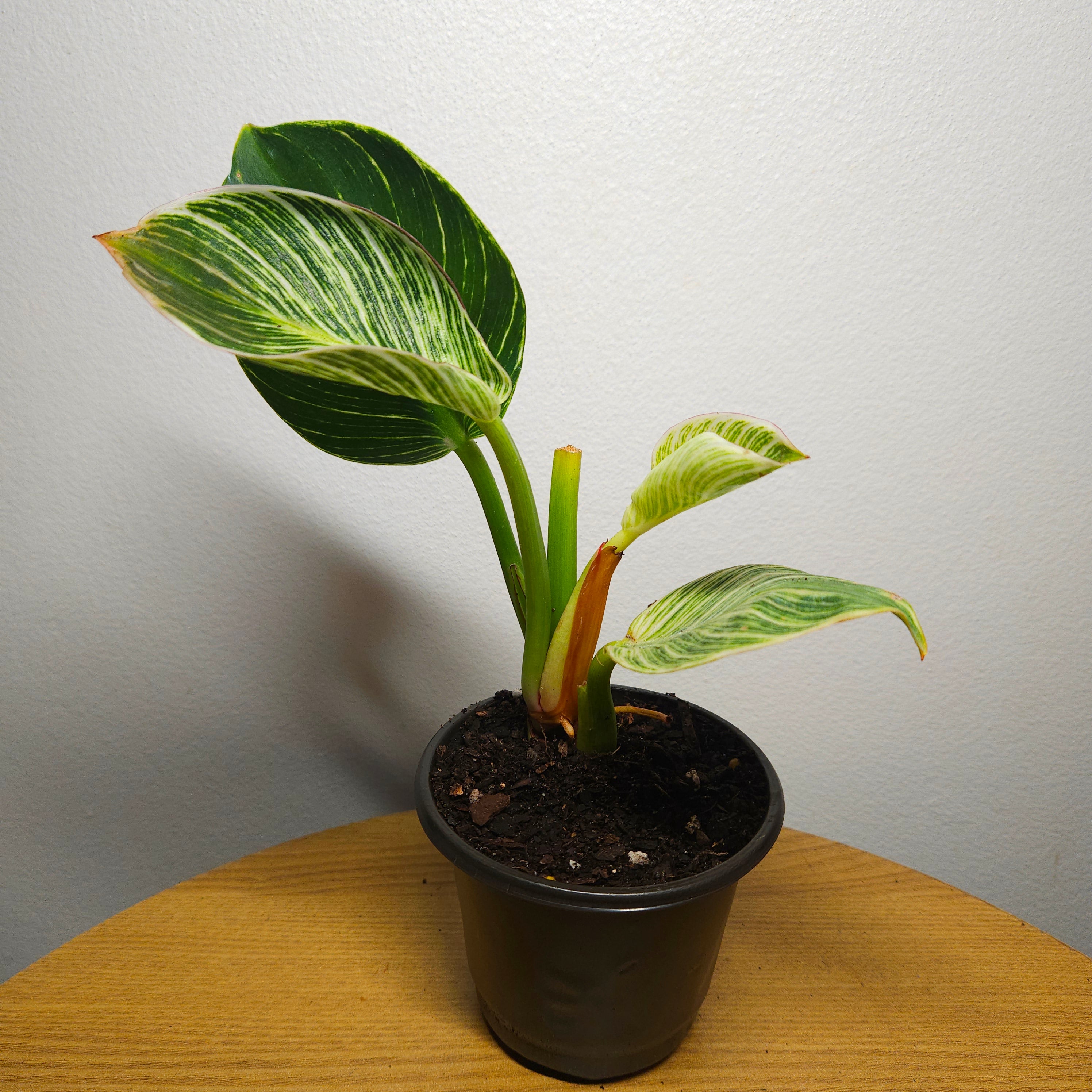 Philodendron Birkin