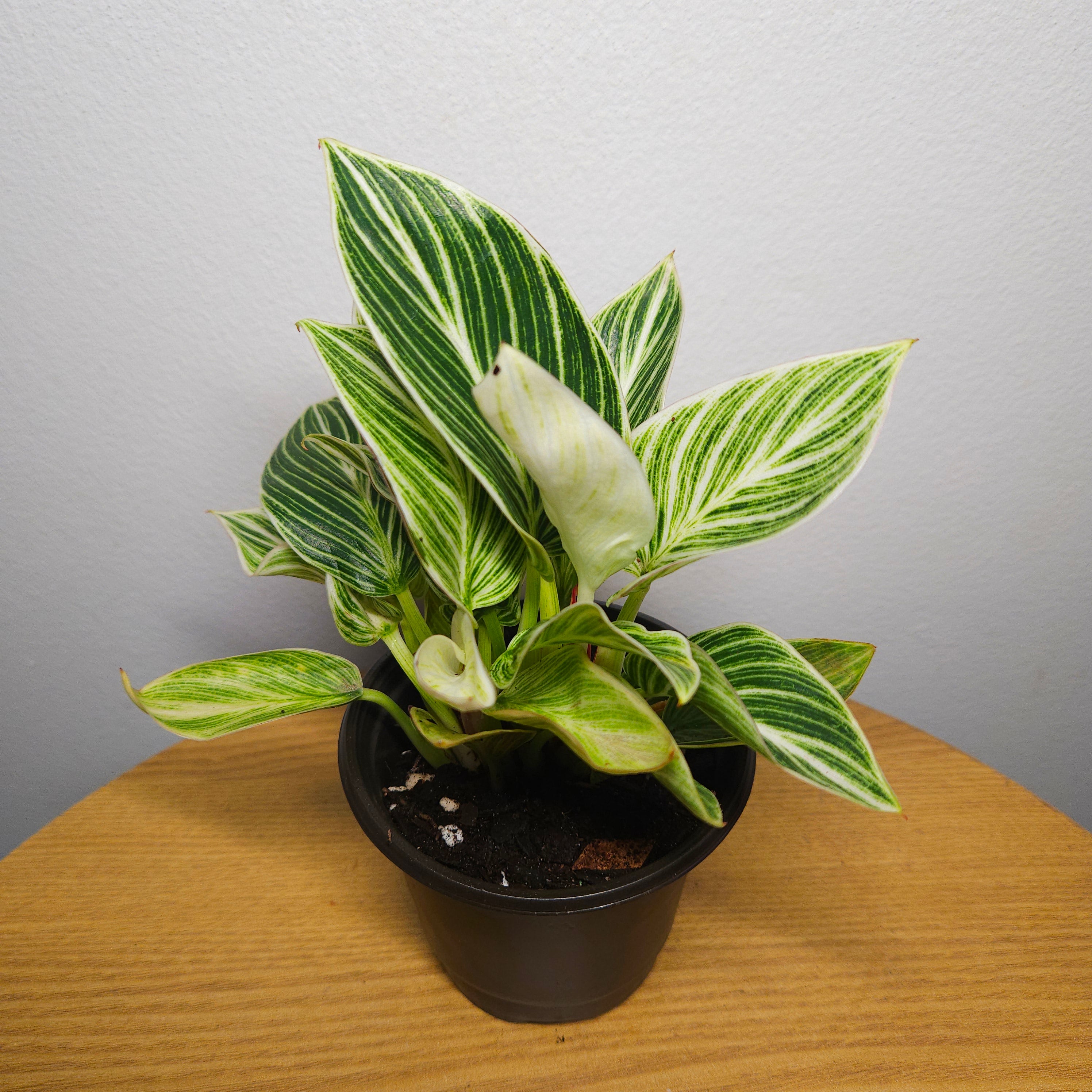Philodendron Birkin
