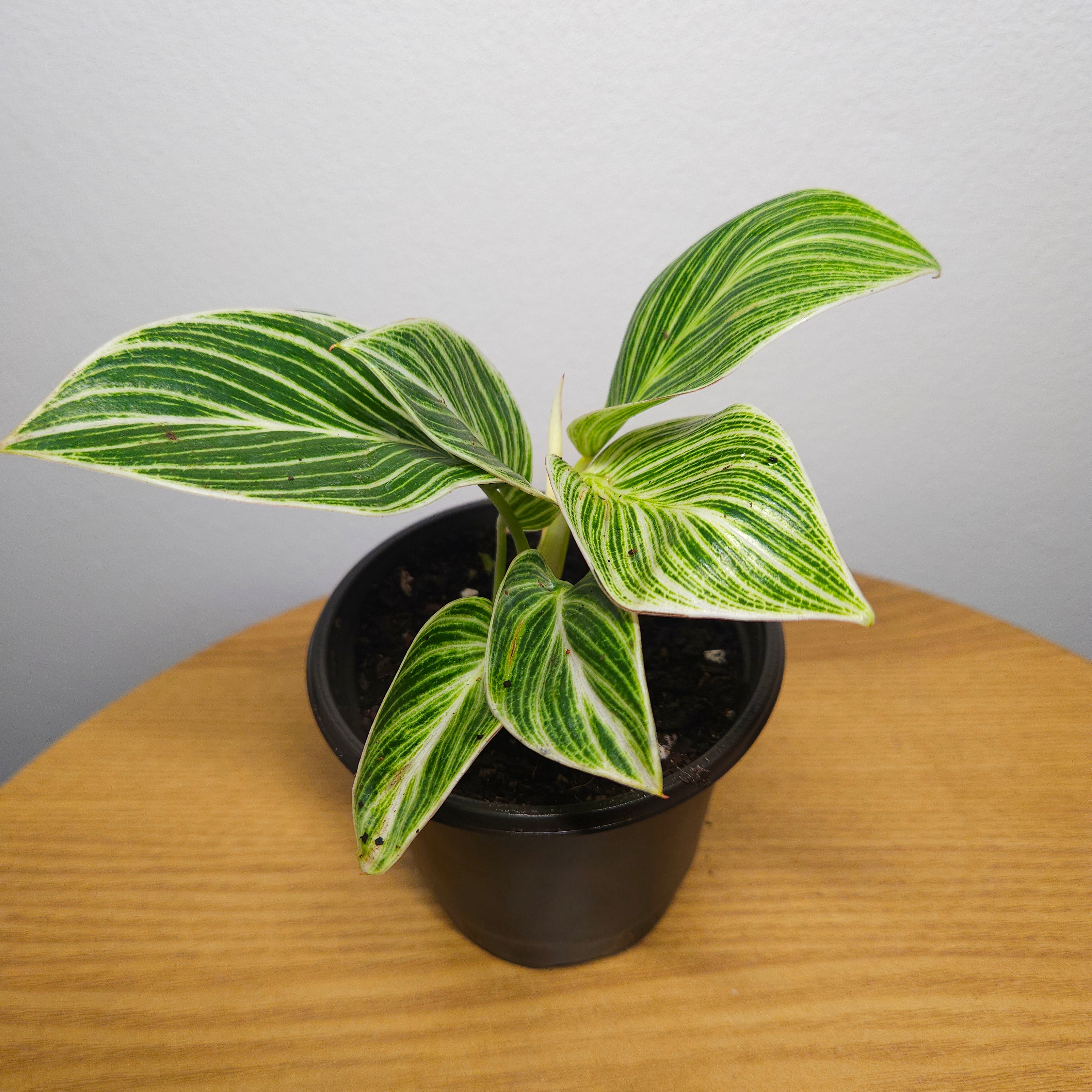 Philodendron Birkin