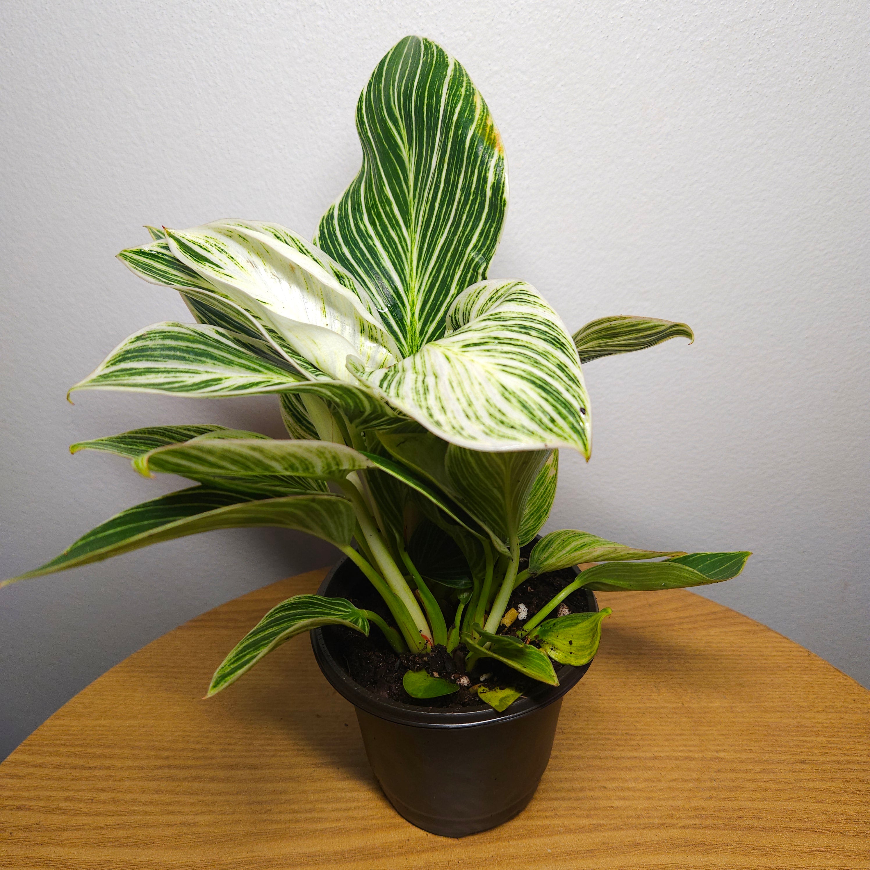 Philodendron Birkin