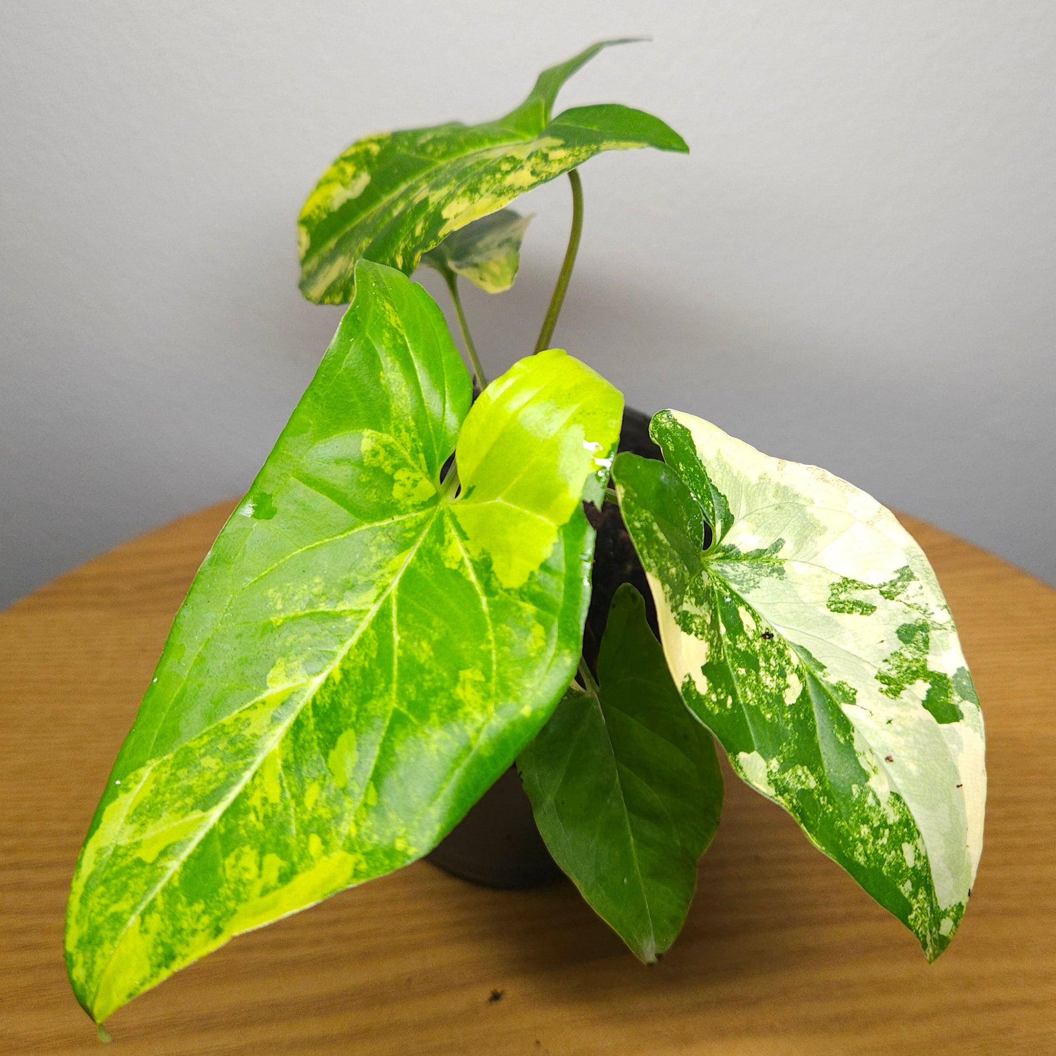 Syngonium podophyllum Gold Variegated