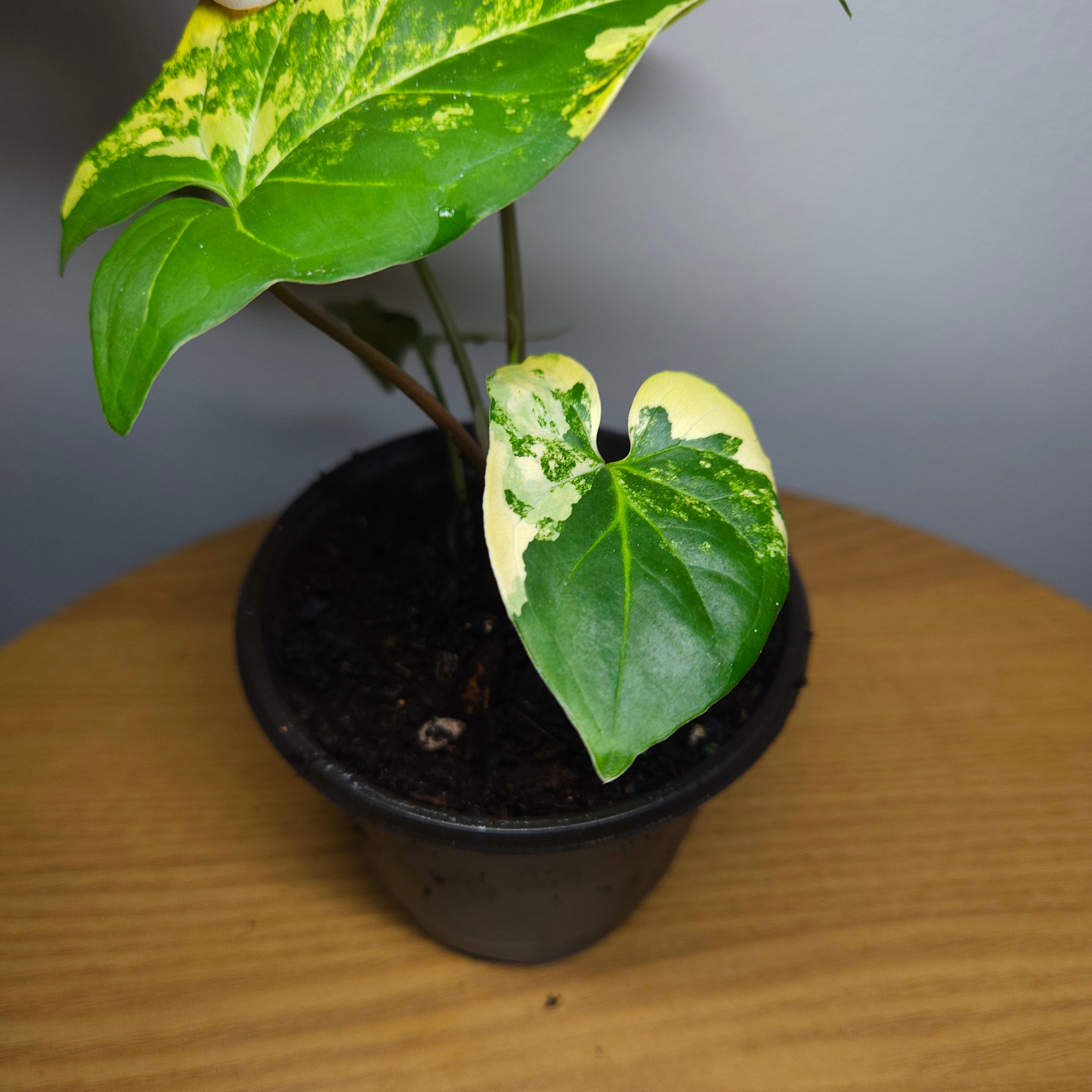 Syngonium podophyllum Gold Variegated