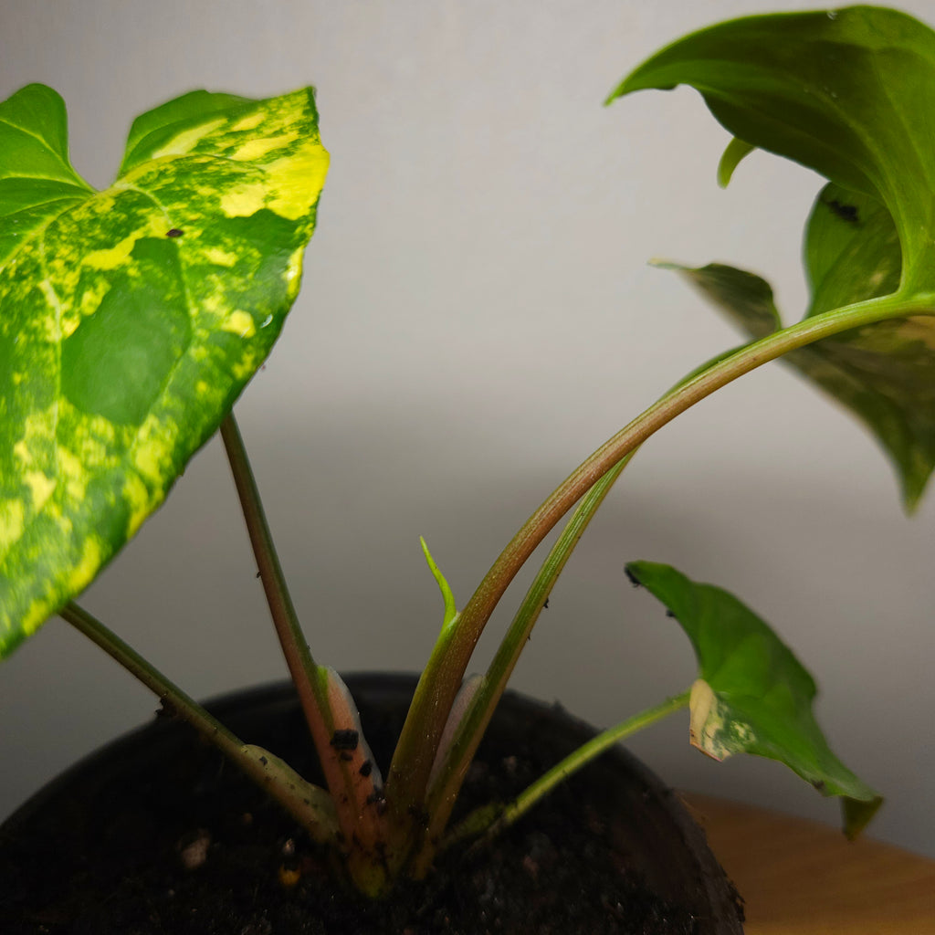 Syngonium podophyllum Gold Variegated