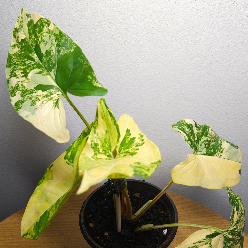 Syngonium podophyllum Gold Variegated