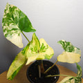 Syngonium podophyllum Gold Variegated
