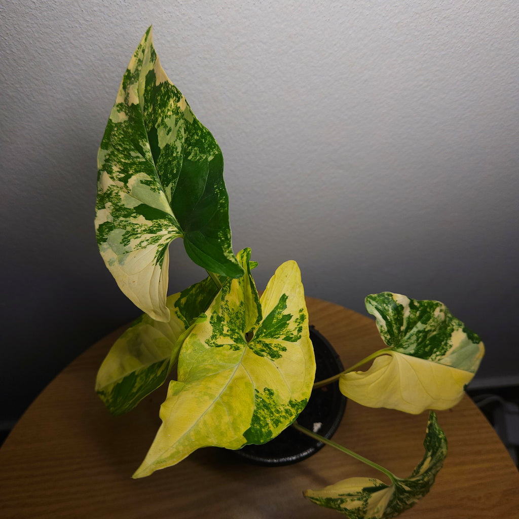 Syngonium podophyllum Gold Variegated