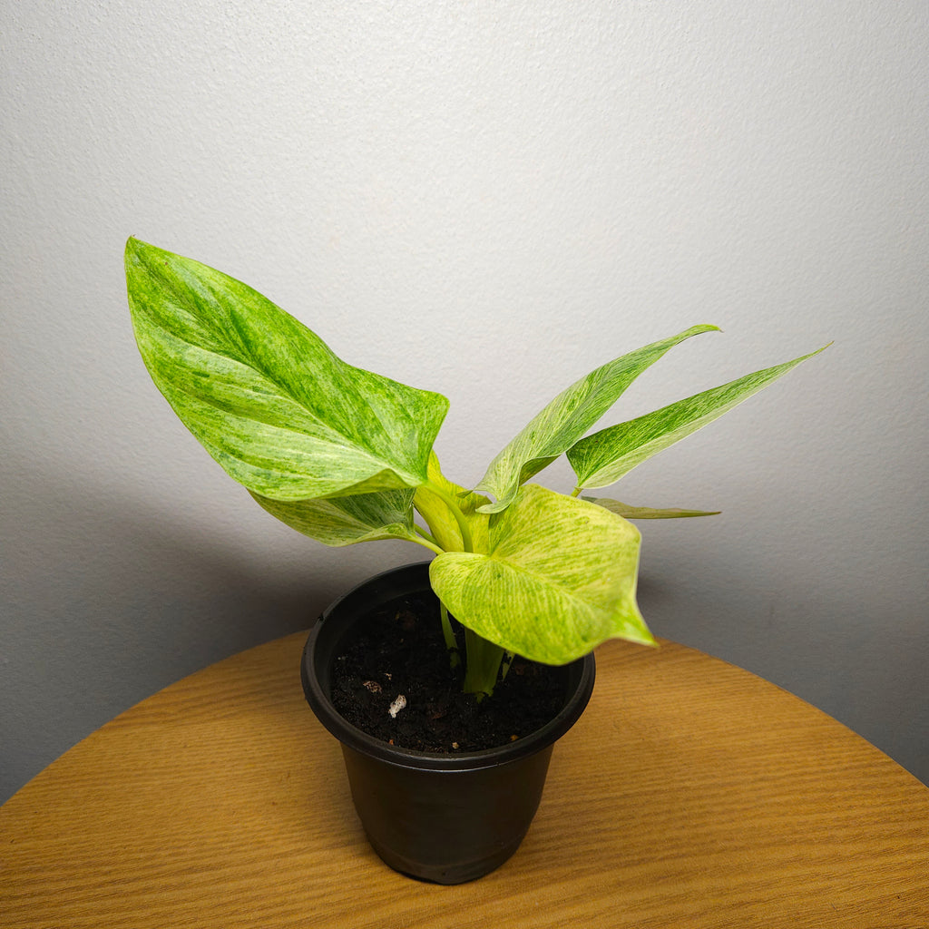 Homalomena sulcata 'Cream Frost'