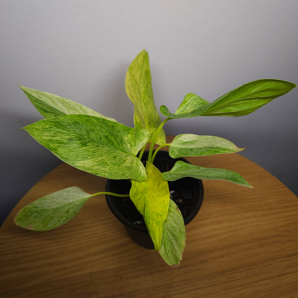 Homalomena sulcata 'Cream Frost'