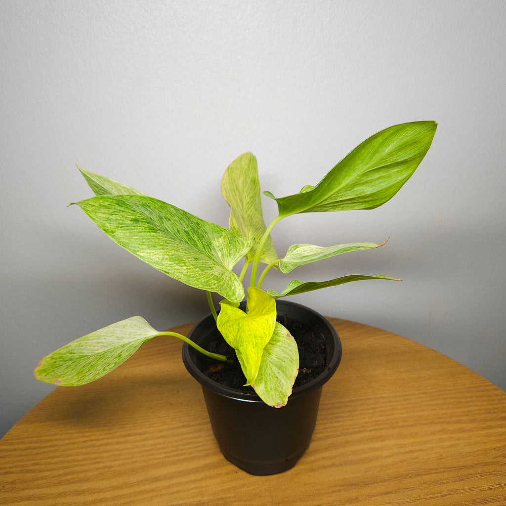 Homalomena sulcata 'Cream Frost'
