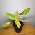 Homalomena sulcata 'Cream Frost'