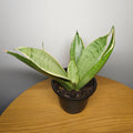 Sansevieria White Snow – Rare White Variegated Snake Plant