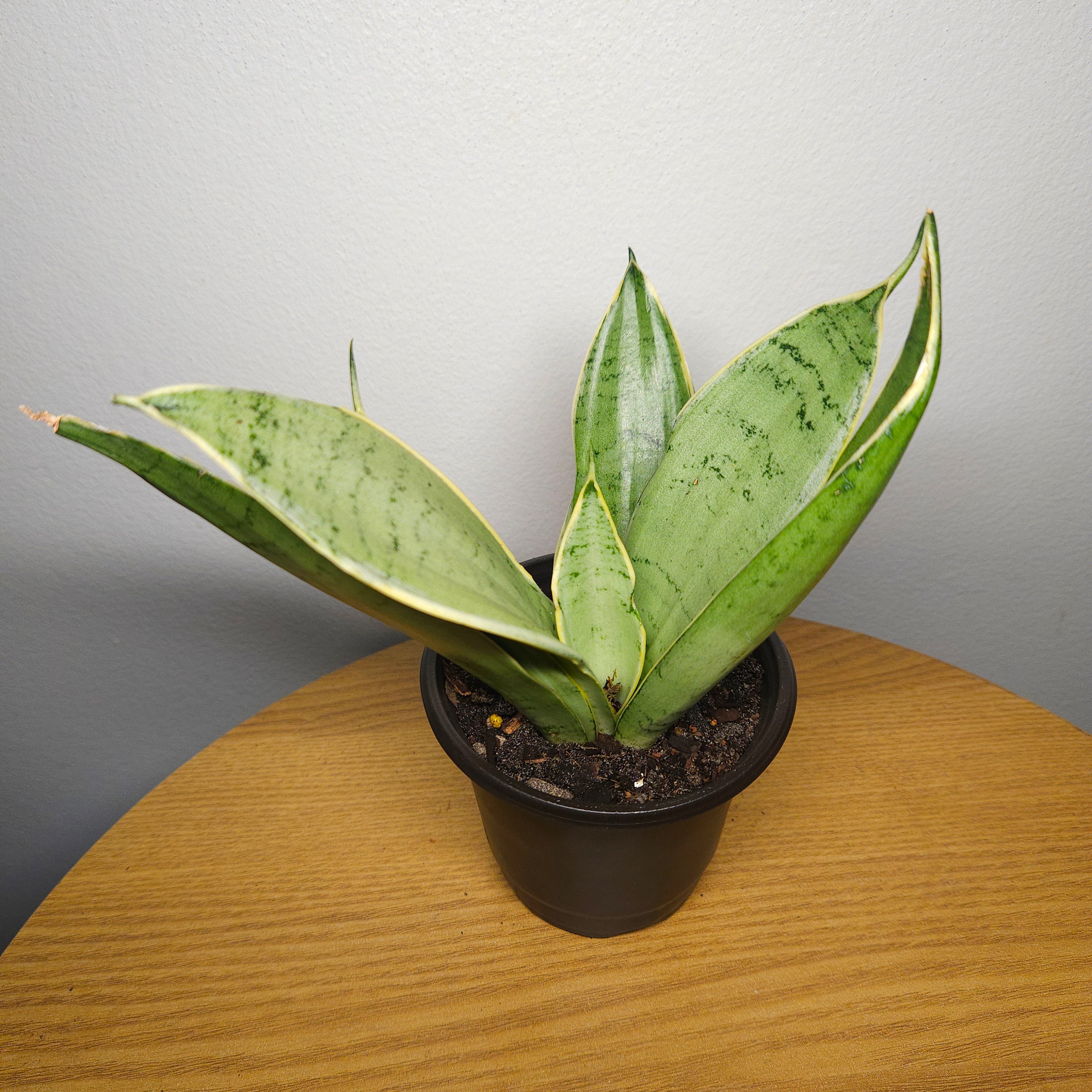 Sansevieria White Snow – Rare White Variegated Snake Plant