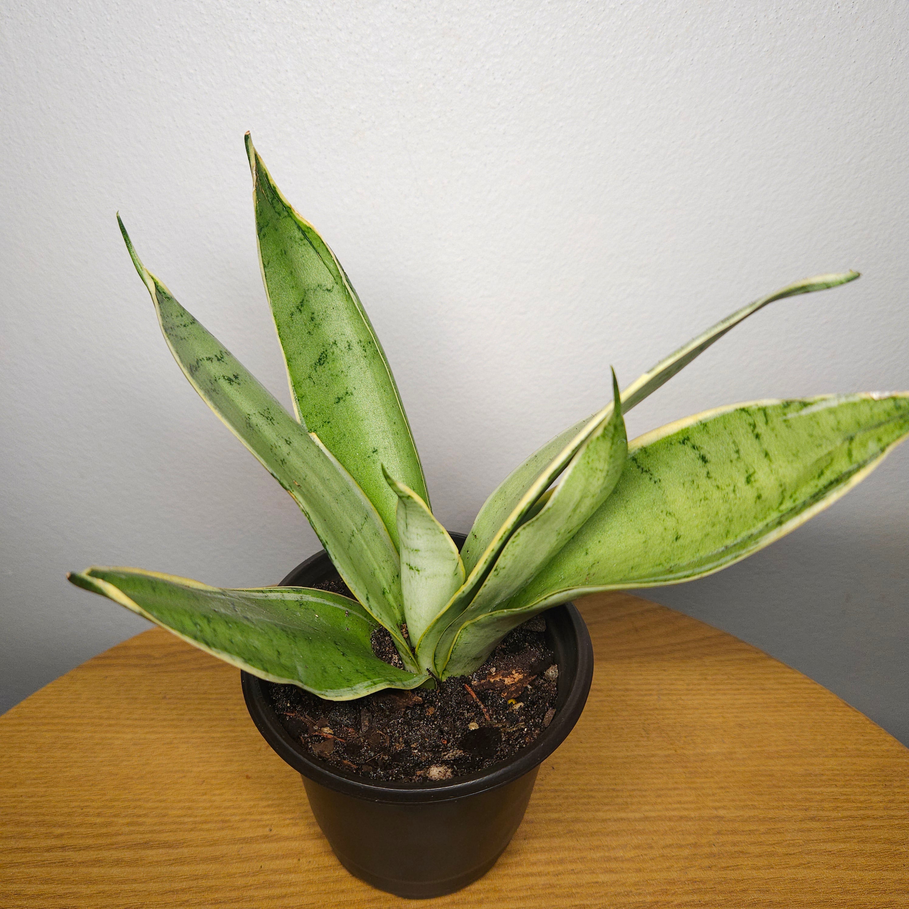 Sansevieria White Snow – Rare White Variegated Snake Plant