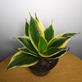 Sansevieria trifasciata