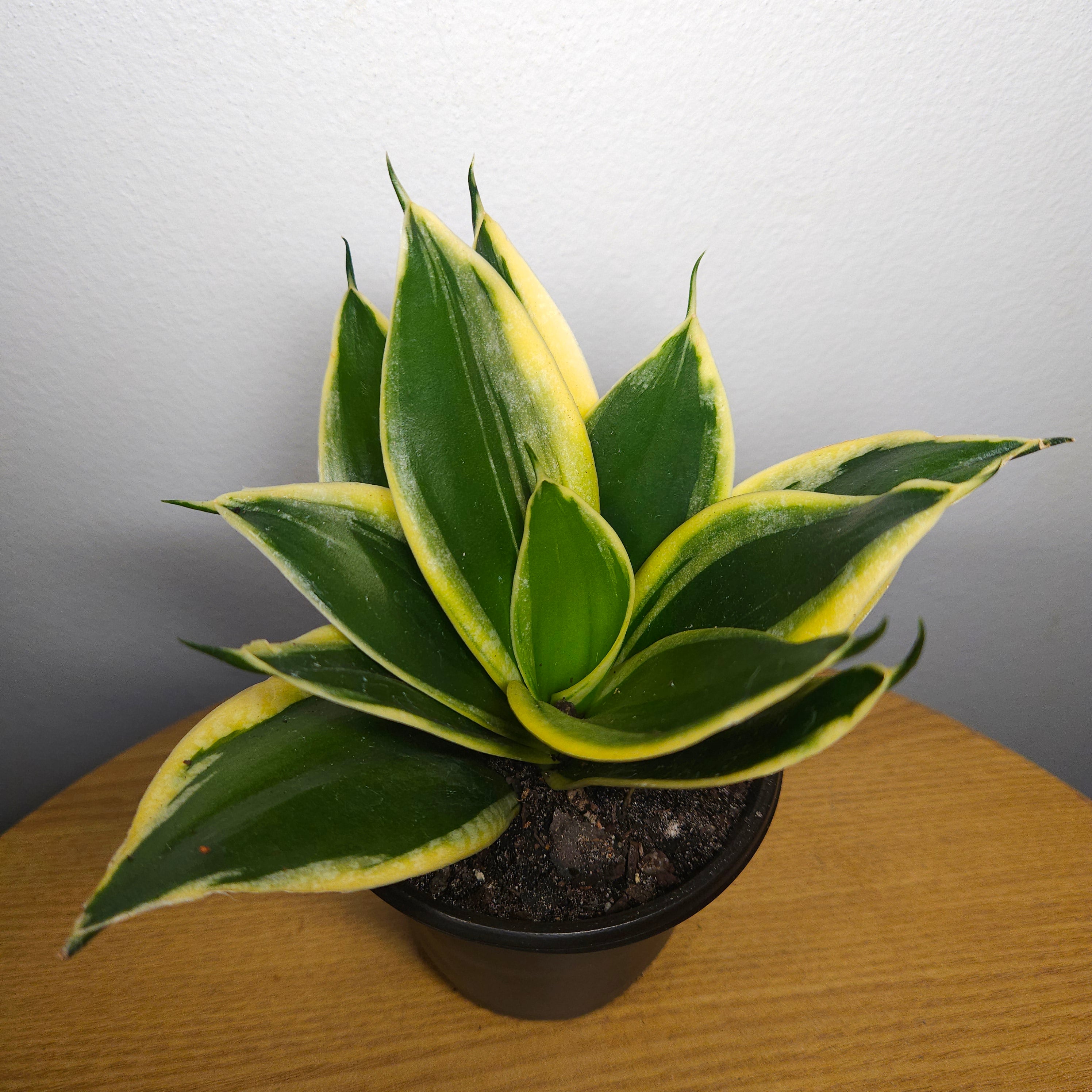 Sansevieria trifasciata