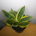 Sansevieria Golden Hahnii