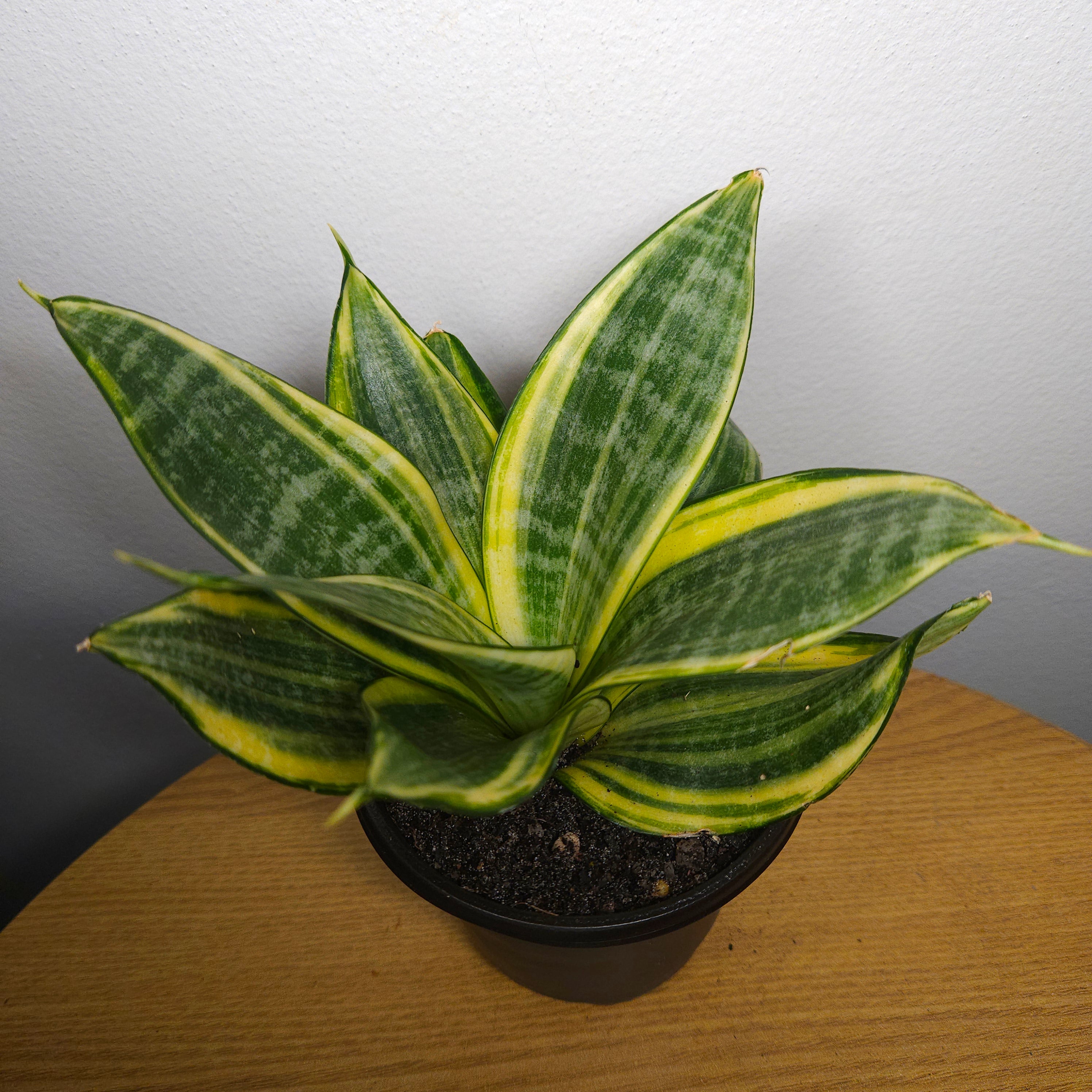 Sansevieria Golden Hahnii