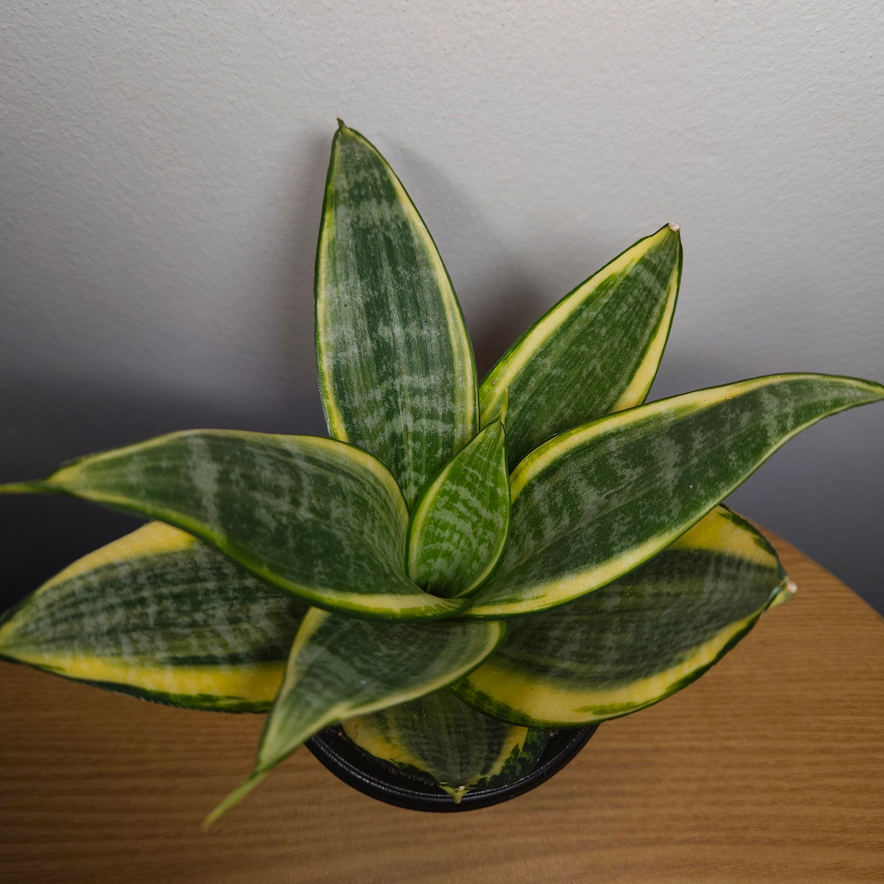 Sansevieria Golden Hahnii