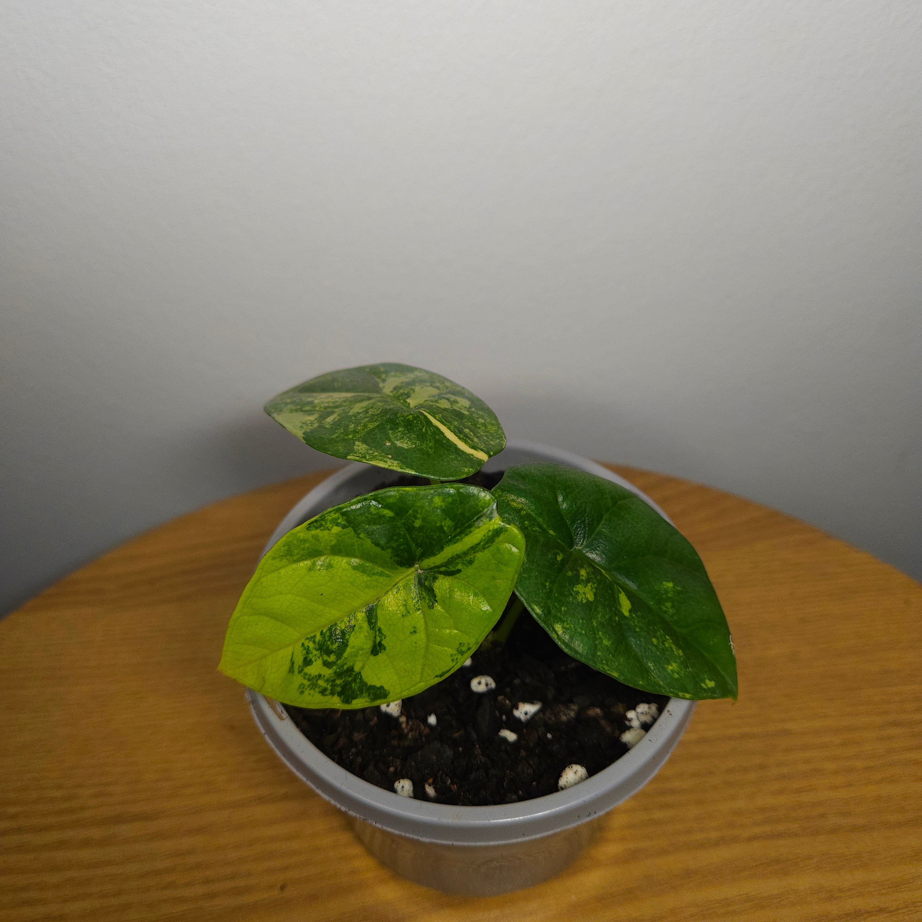 Alocasia sinuata Variegated Aurea | Yellow Variegated
