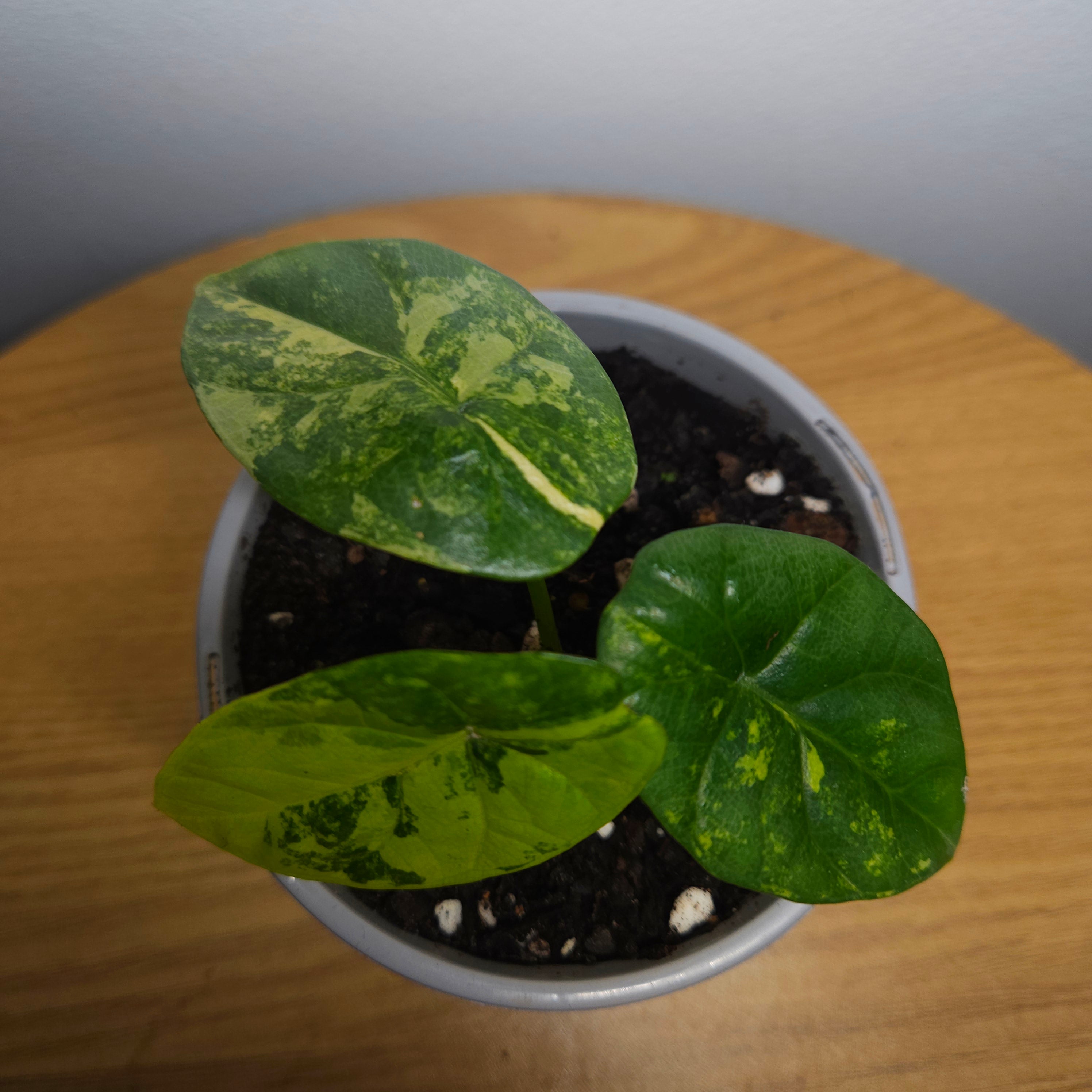 Alocasia sinuata Variegated Aurea | Yellow Variegated