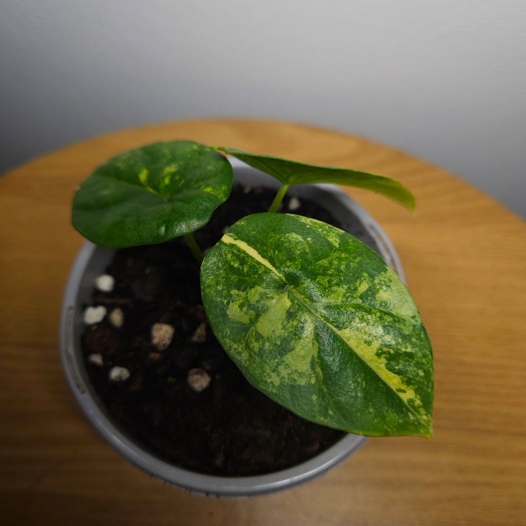 Alocasia sinuata Variegated Aurea | Yellow Variegated