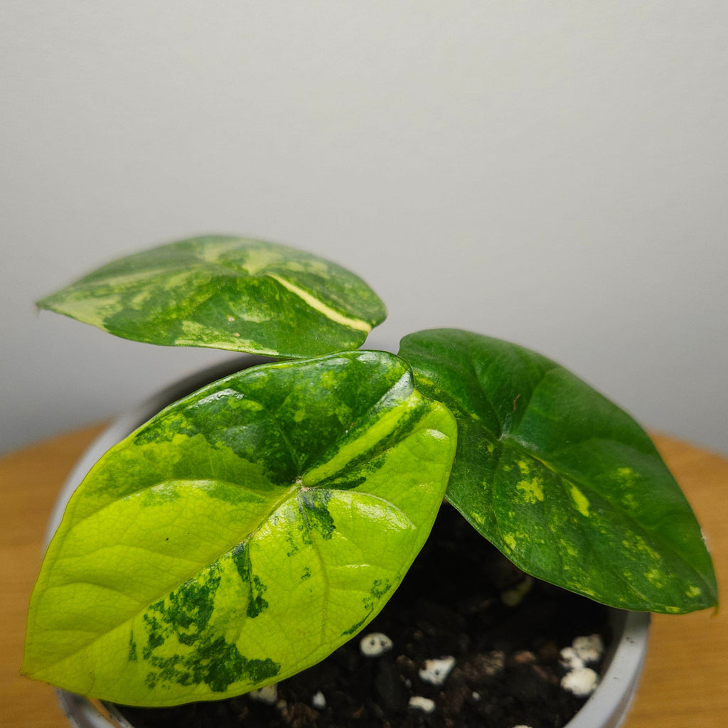 Alocasia sinuata Variegated Aurea | Yellow Variegated