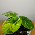 Alocasia sinuata Variegated Aurea | Yellow Variegated