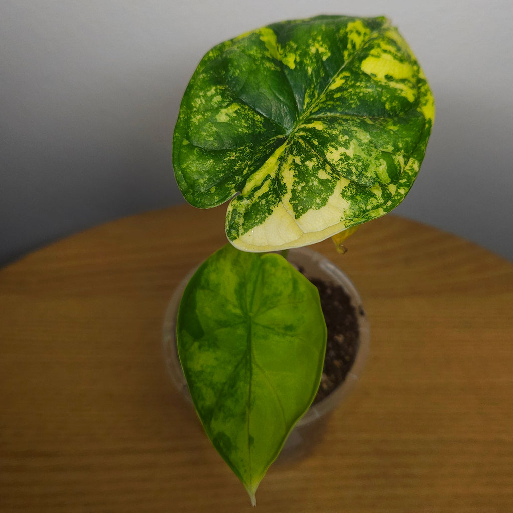 RARE Alocasia Dragon Scale Aurea Variegated | Highly Variegated Established Plant