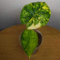 RARE Alocasia Dragon Scale Aurea Variegated | Highly Variegated Established Plant
