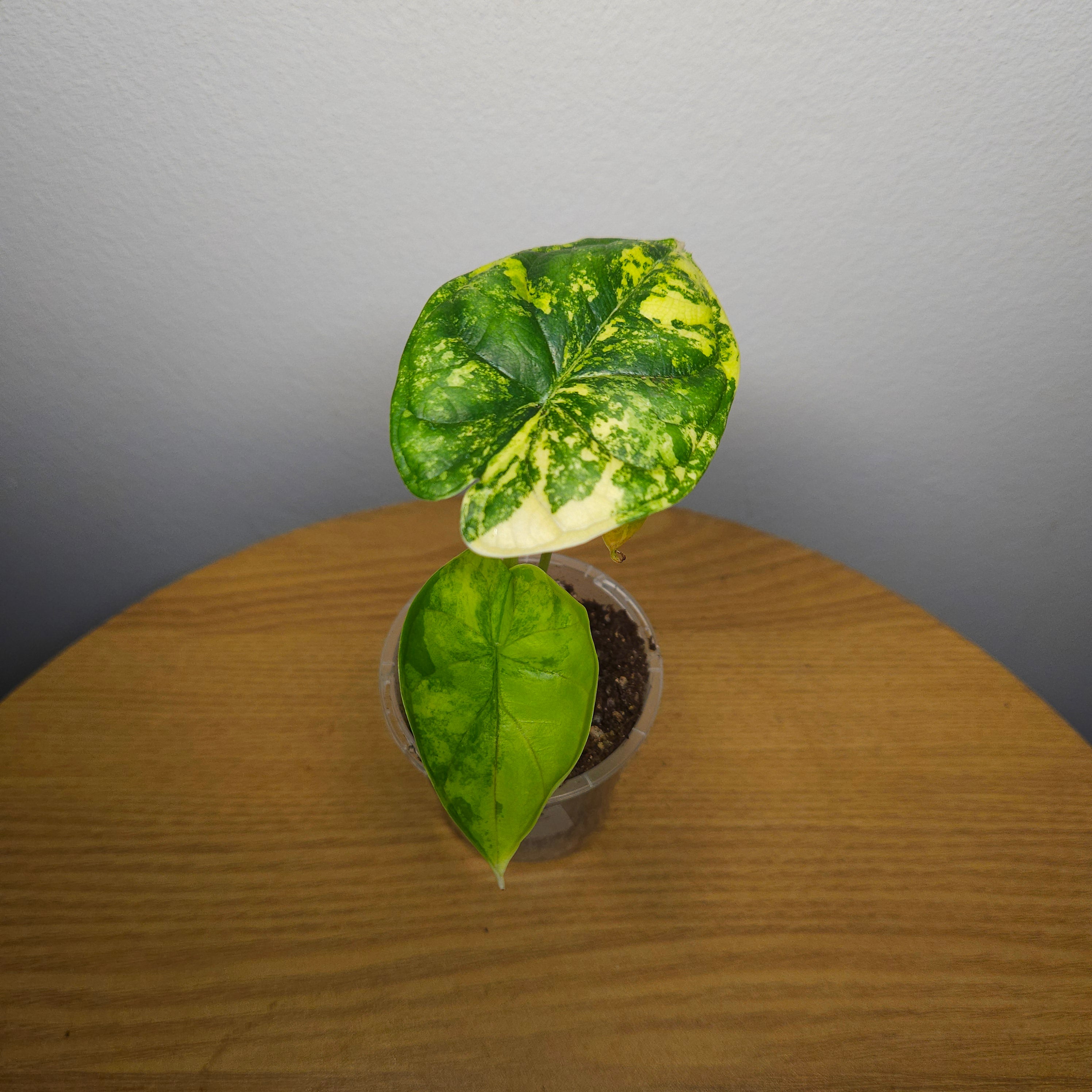 RARE Alocasia Dragon Scale Aurea Variegated | Highly Variegated Established Plant