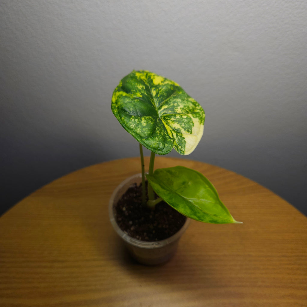 RARE Alocasia Dragon Scale Aurea Variegated | Highly Variegated Established Plant